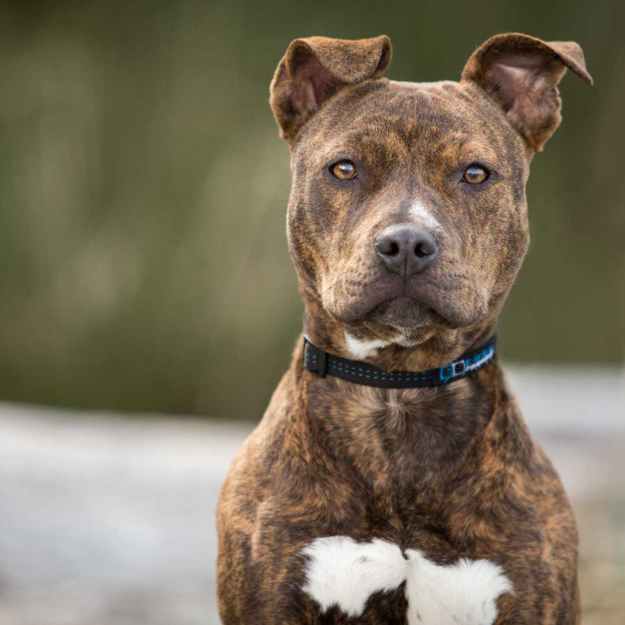 American Pitbull Terrier