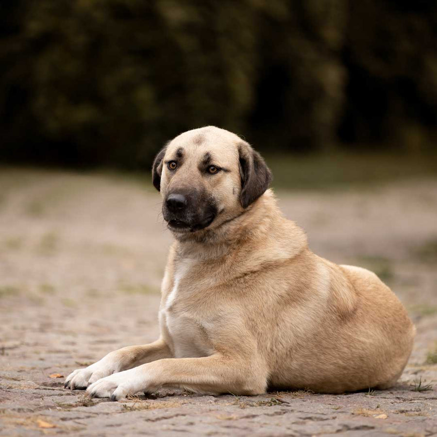 Kangal-Hirtenhund