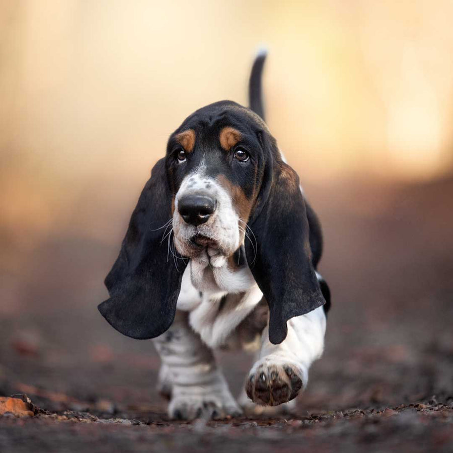 Basset Hound