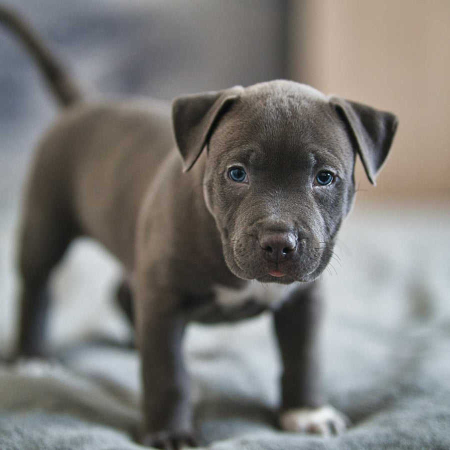 American Staffordshire Terrier