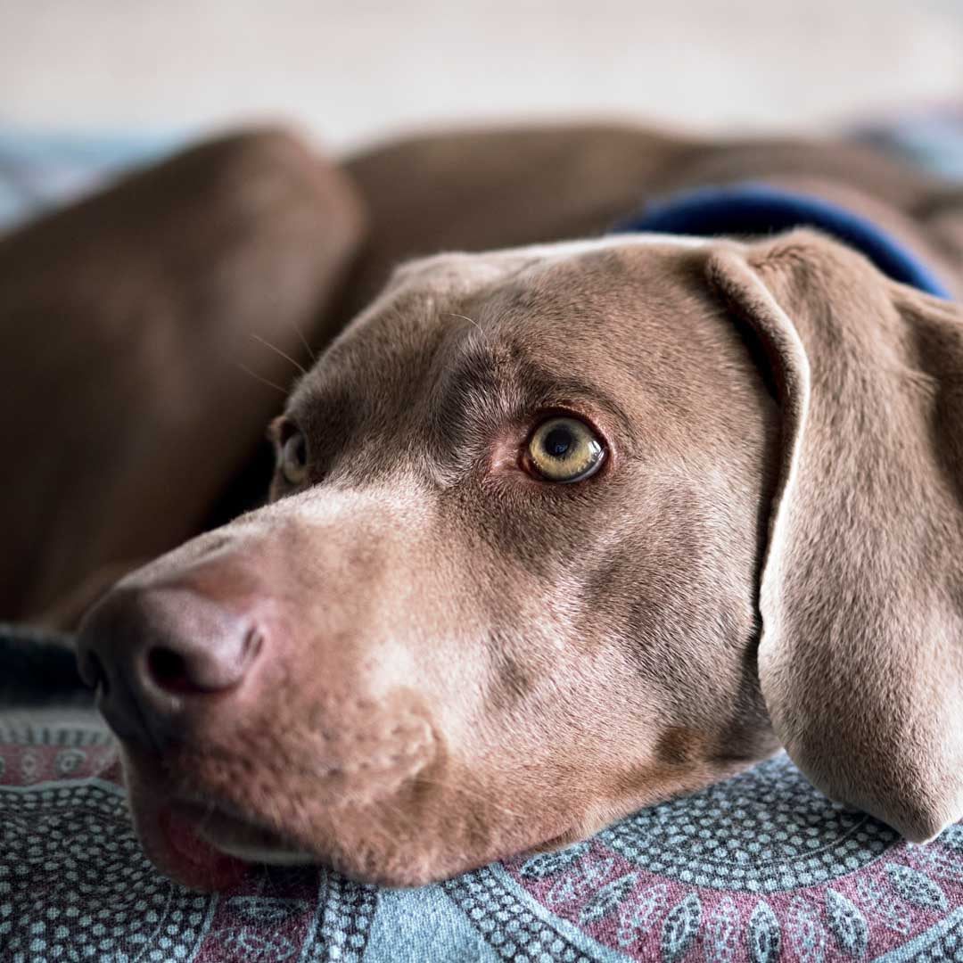 Weimaraner
