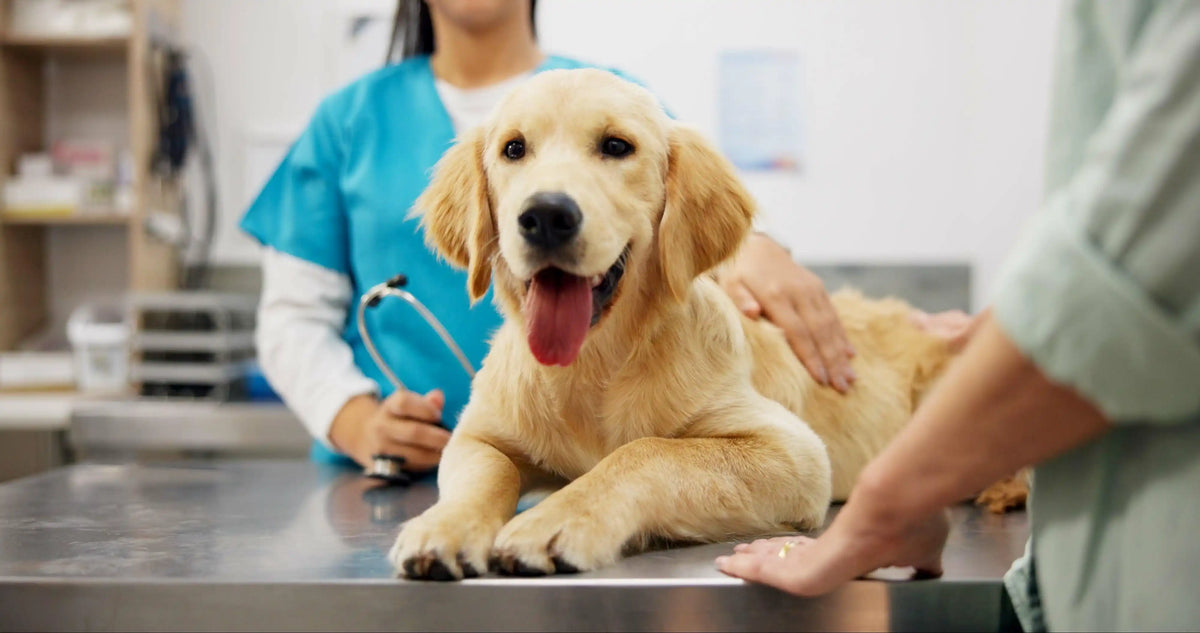 Hundekrankenversicherung