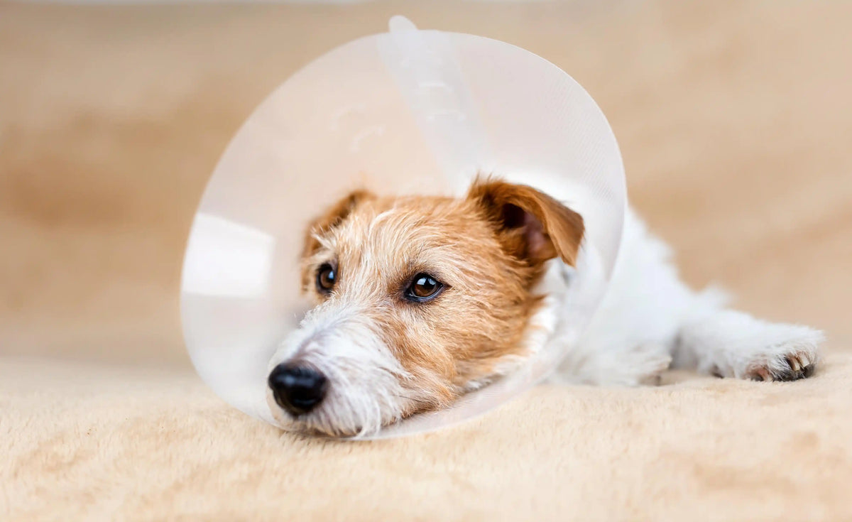 Hunde-OP-Versicherung