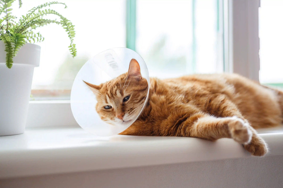 Katzen-OP-Versicherung