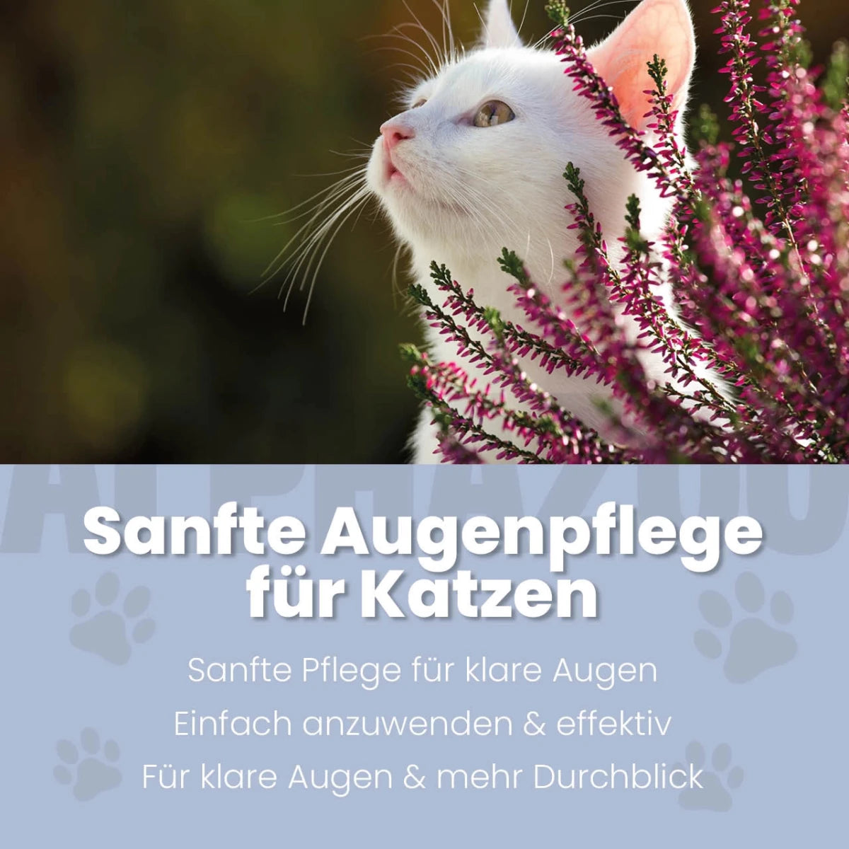 Durchblick Augenpflege für Katzen