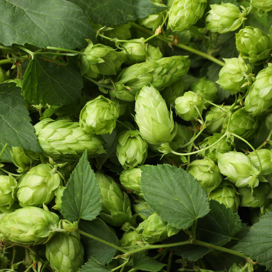 Hopfen