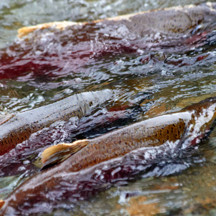 Lachs