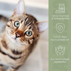 Lachsöl für Katzen