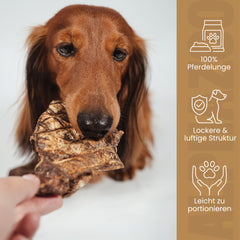 Pferdelunge